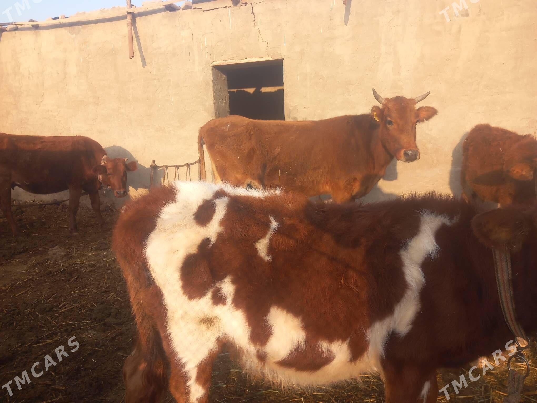 bogoz.gysyr.goleli.gulajyn - Mary - img 2