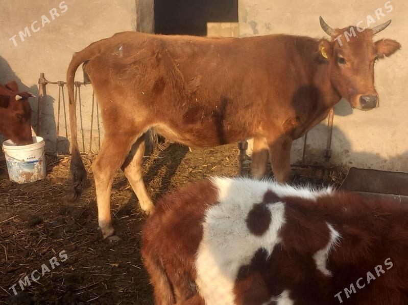 bogoz.gysyr.goleli.gulajyn - Mary - img 8