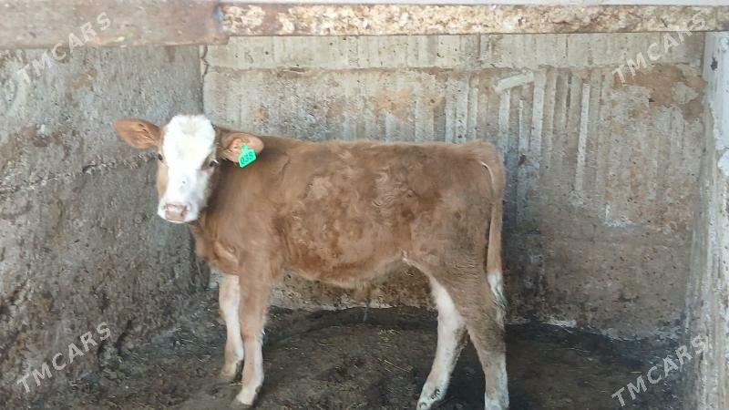 simltan öküz - Бузмеин - img 2