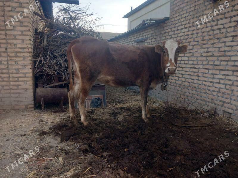 bogoz.gysyr.goleli.gulajyn - Mary - img 6