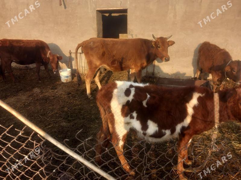 bogoz.gysyr.goleli.gulajyn - Mary - img 7