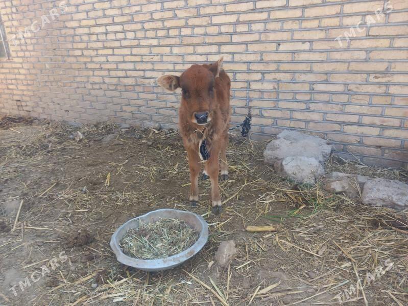 bogoz.gysyr.goleli.gulajyn - Mary - img 4