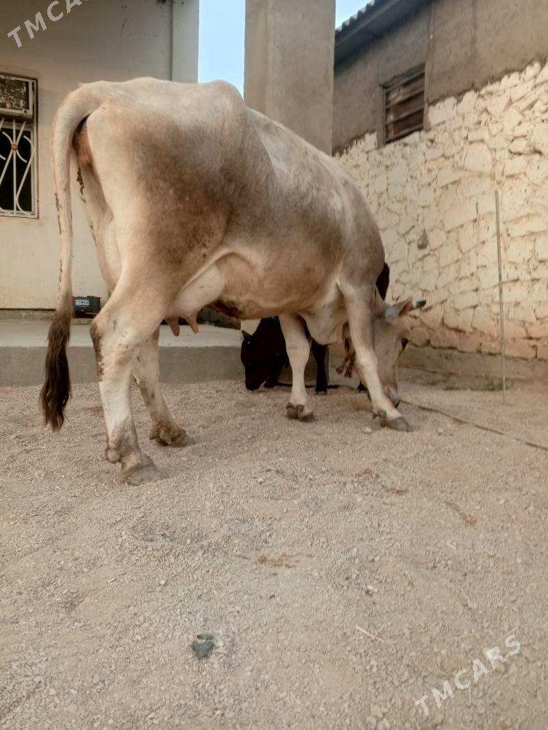 goleli sygr - Балканабат - img 7