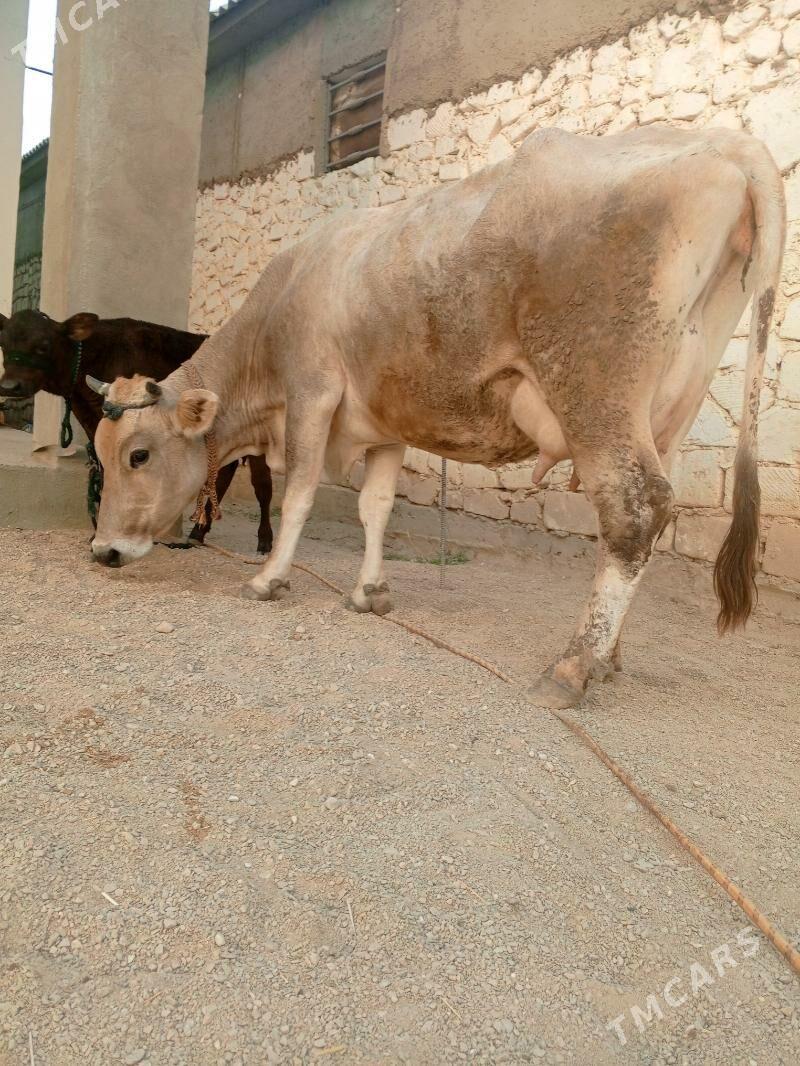 goleli sygr - Балканабат - img 4