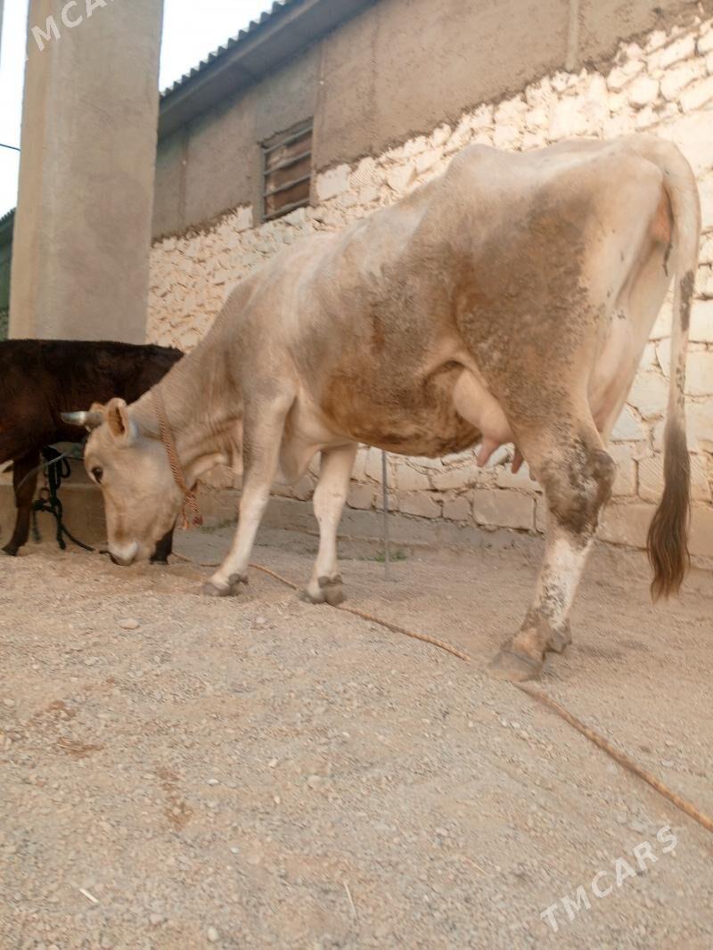 goleli sygr - Балканабат - img 6