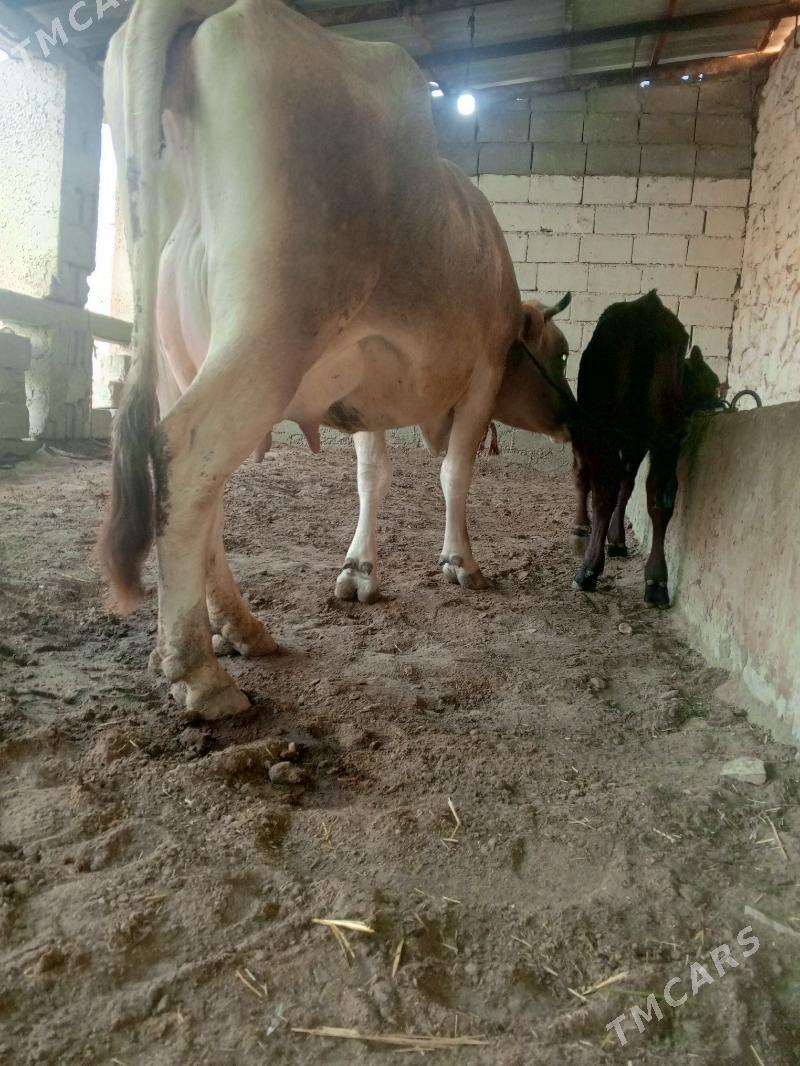 goleli sygr - Балканабат - img 2