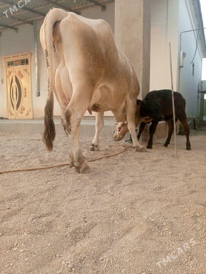 goleli sygr - Балканабат - img 10