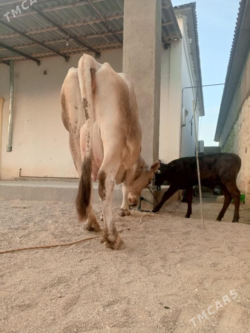 goleli sygr - Балканабат - img 3