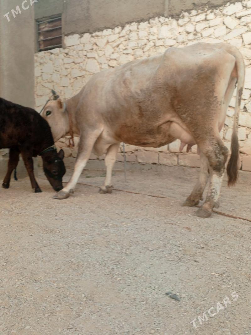 goleli sygr - Балканабат - img 9