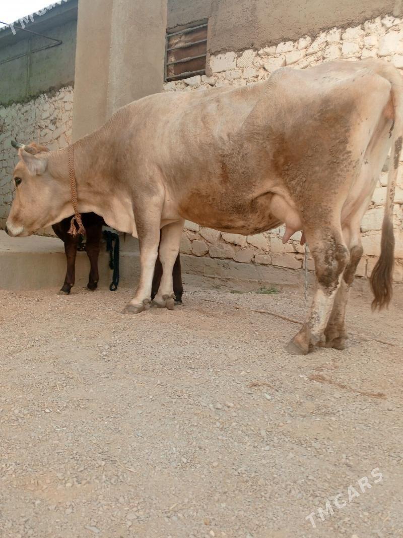 goleli sygr - Балканабат - img 8