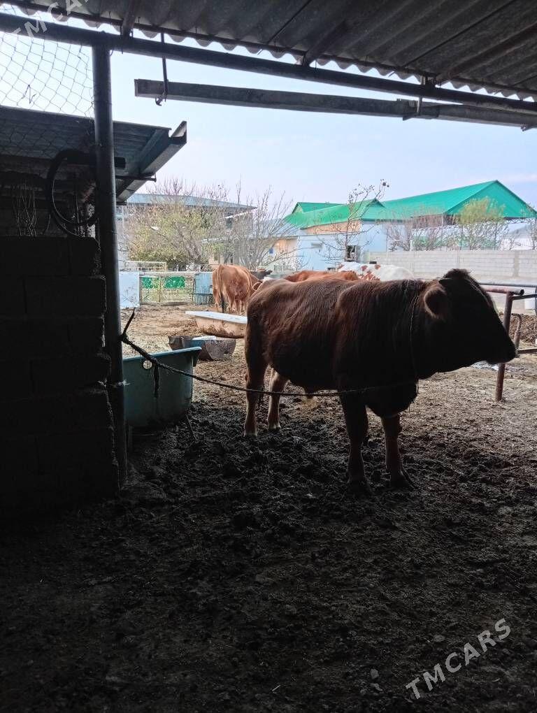 öküz - Анев - img 7