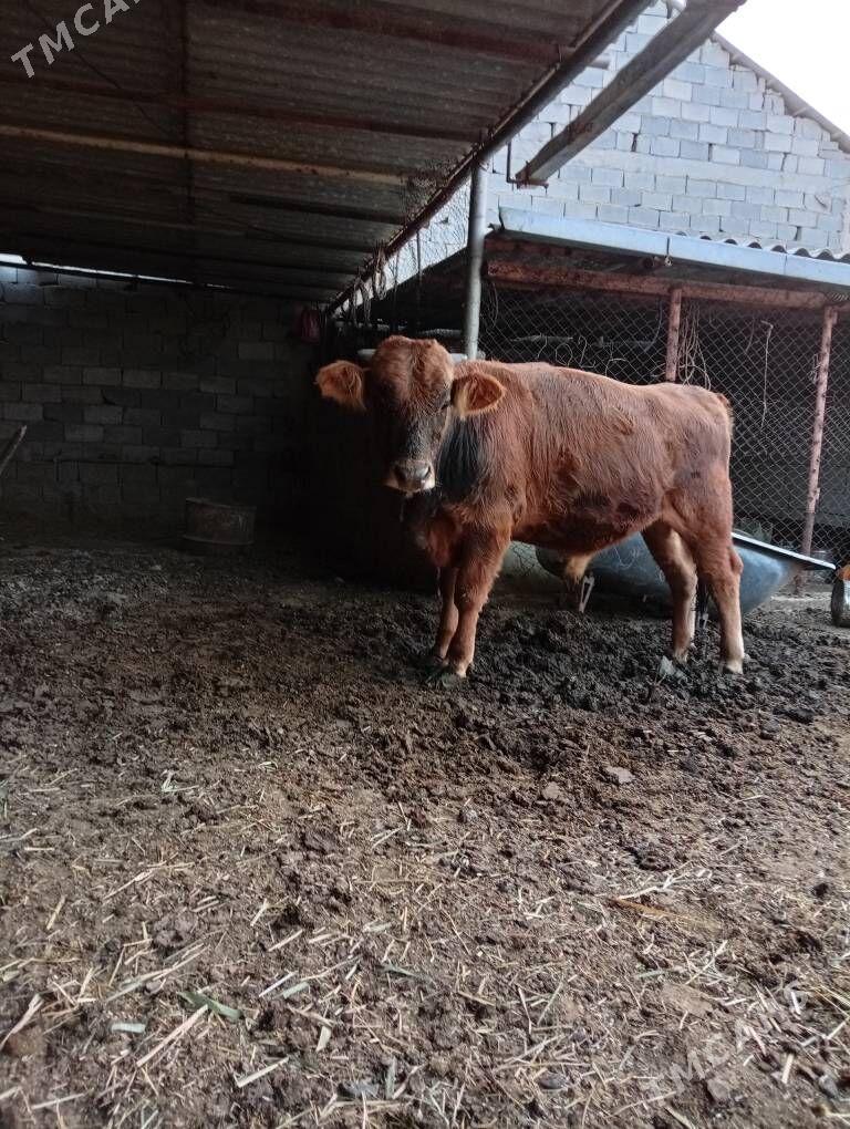 öküz - Анев - img 6