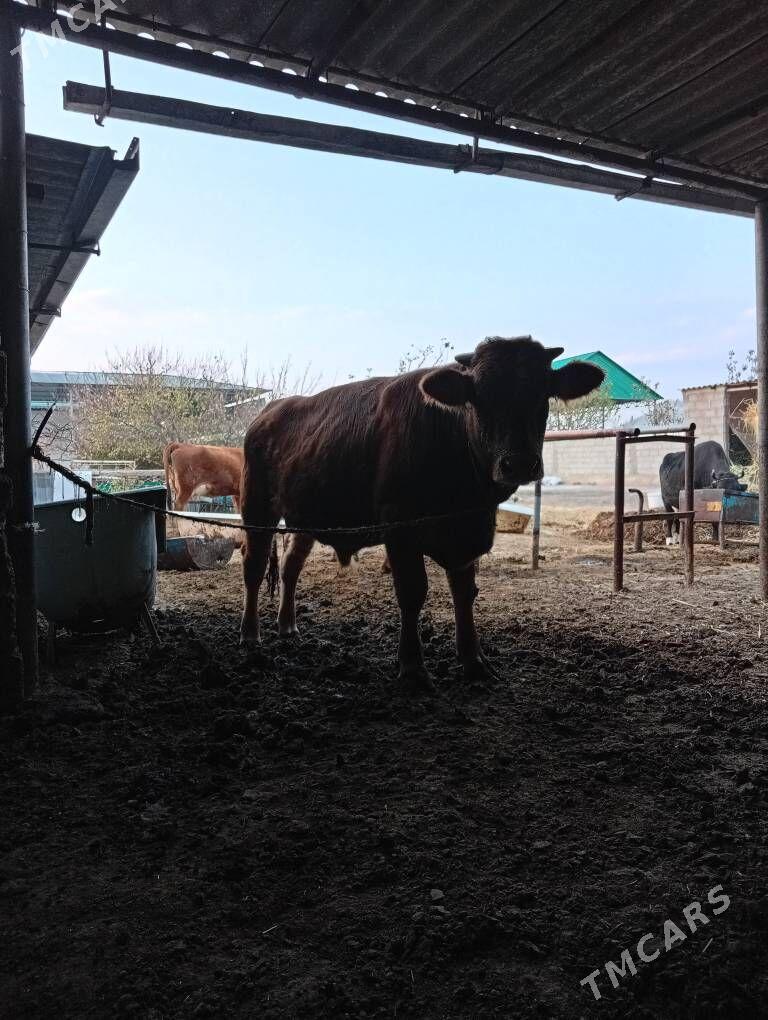 öküz - Анев - img 4