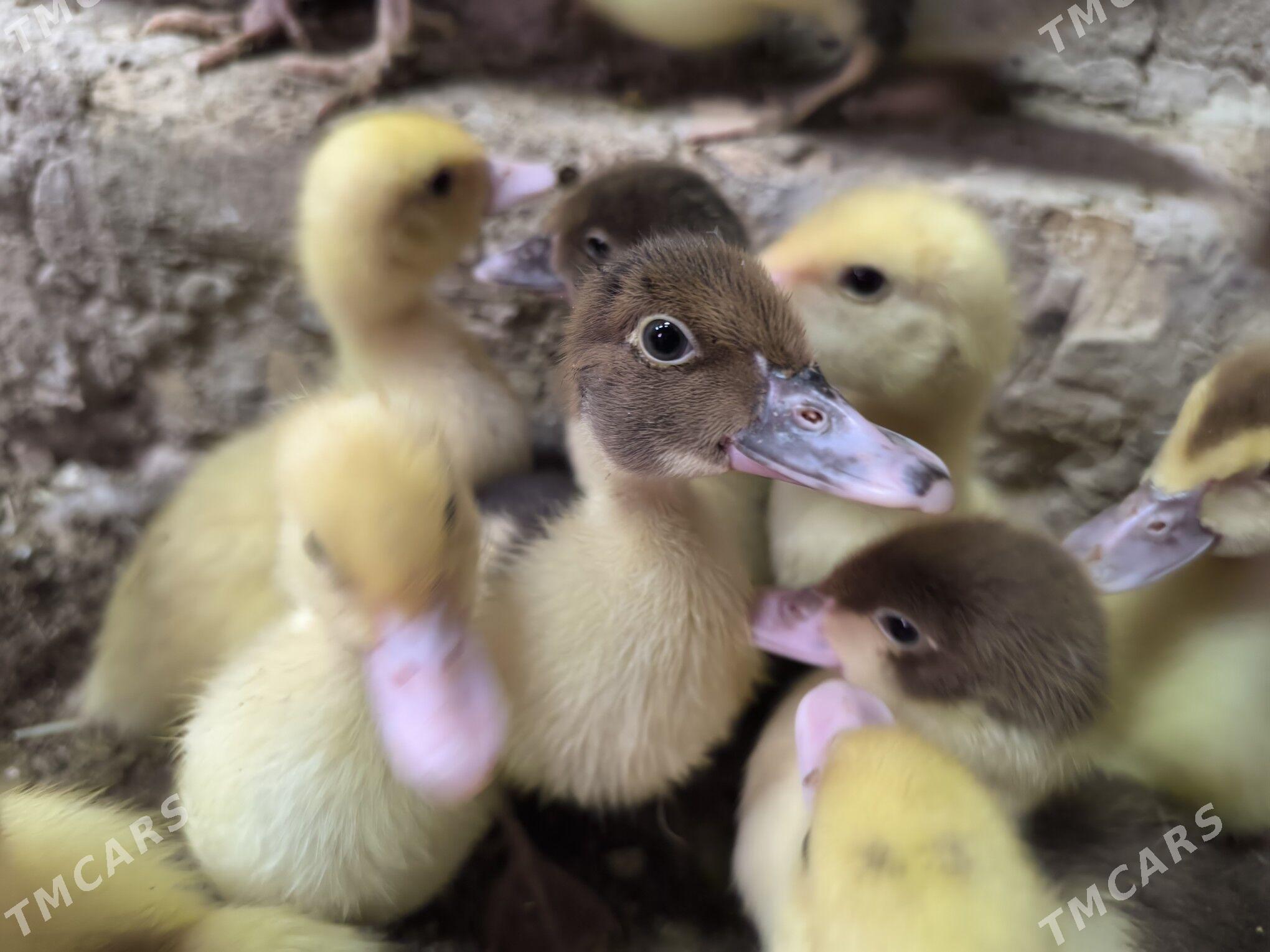 indautga juyje - Baýramaly - img 4