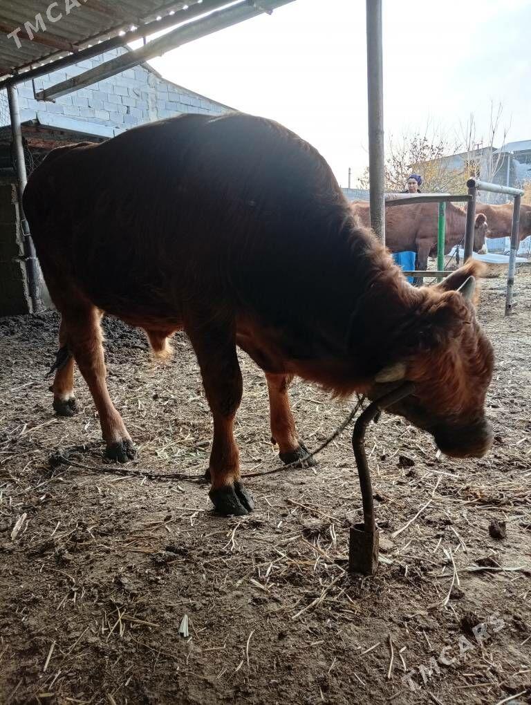 öküz - Анев - img 2