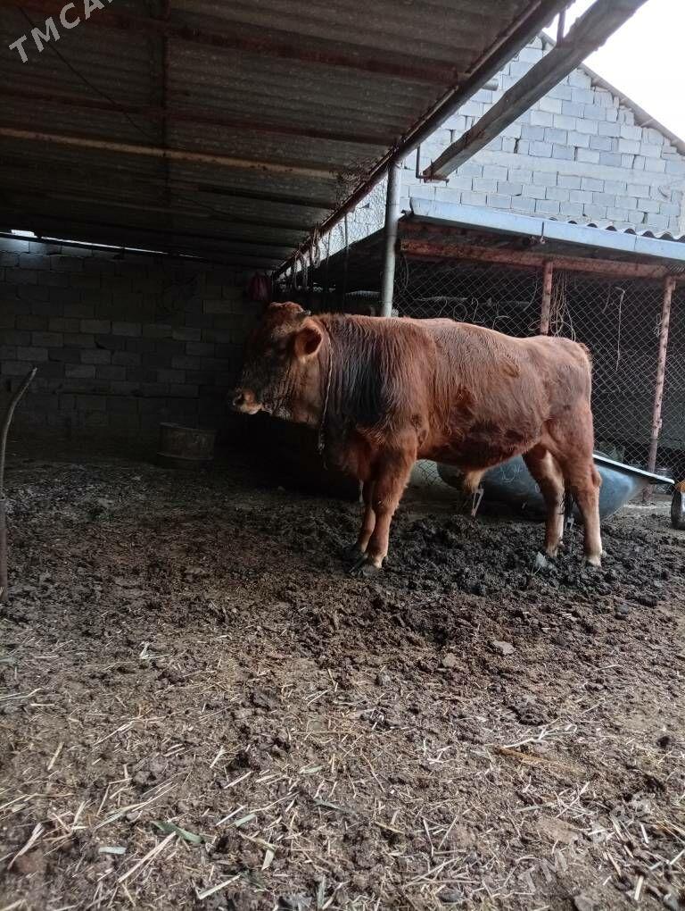 öküz - Анев - img 5