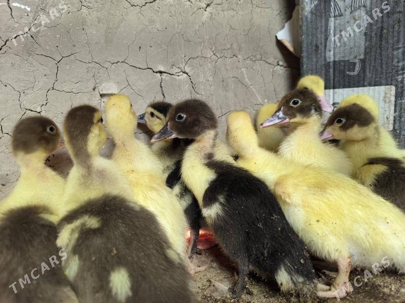 indautga juyje - Baýramaly - img 3