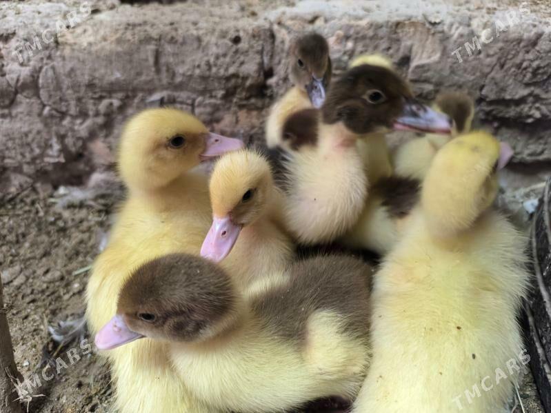 indautga juyje - Baýramaly - img 6