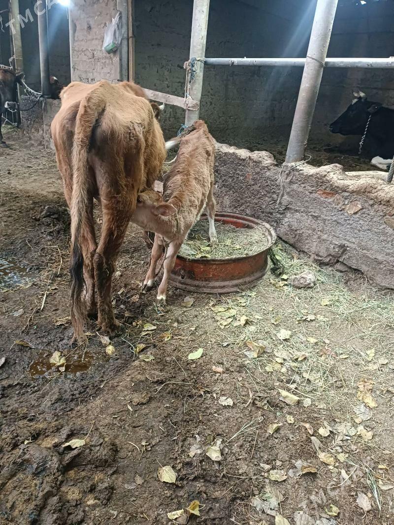 Göleli sygyr - Гёкдепе - img 3