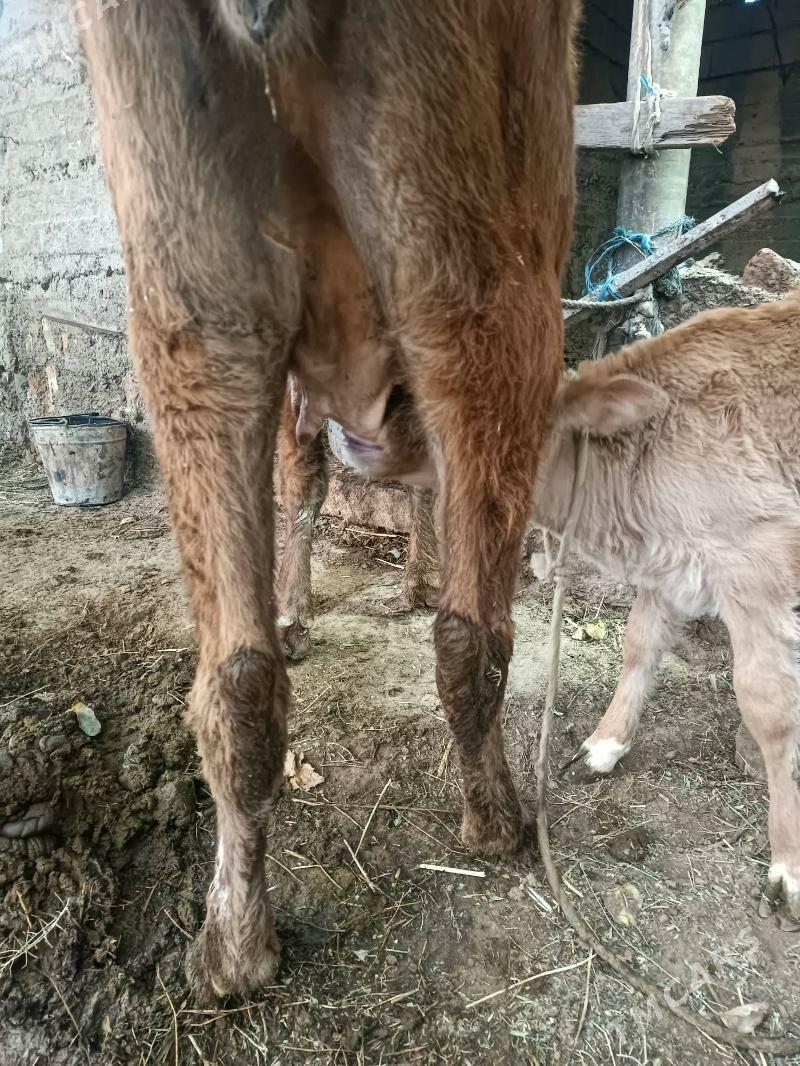 Göleli sygyr - Гёкдепе - img 2