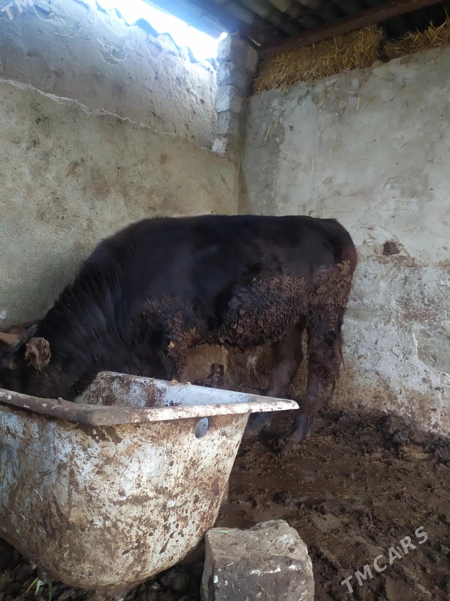 Öküz - Aşgabat - img 4