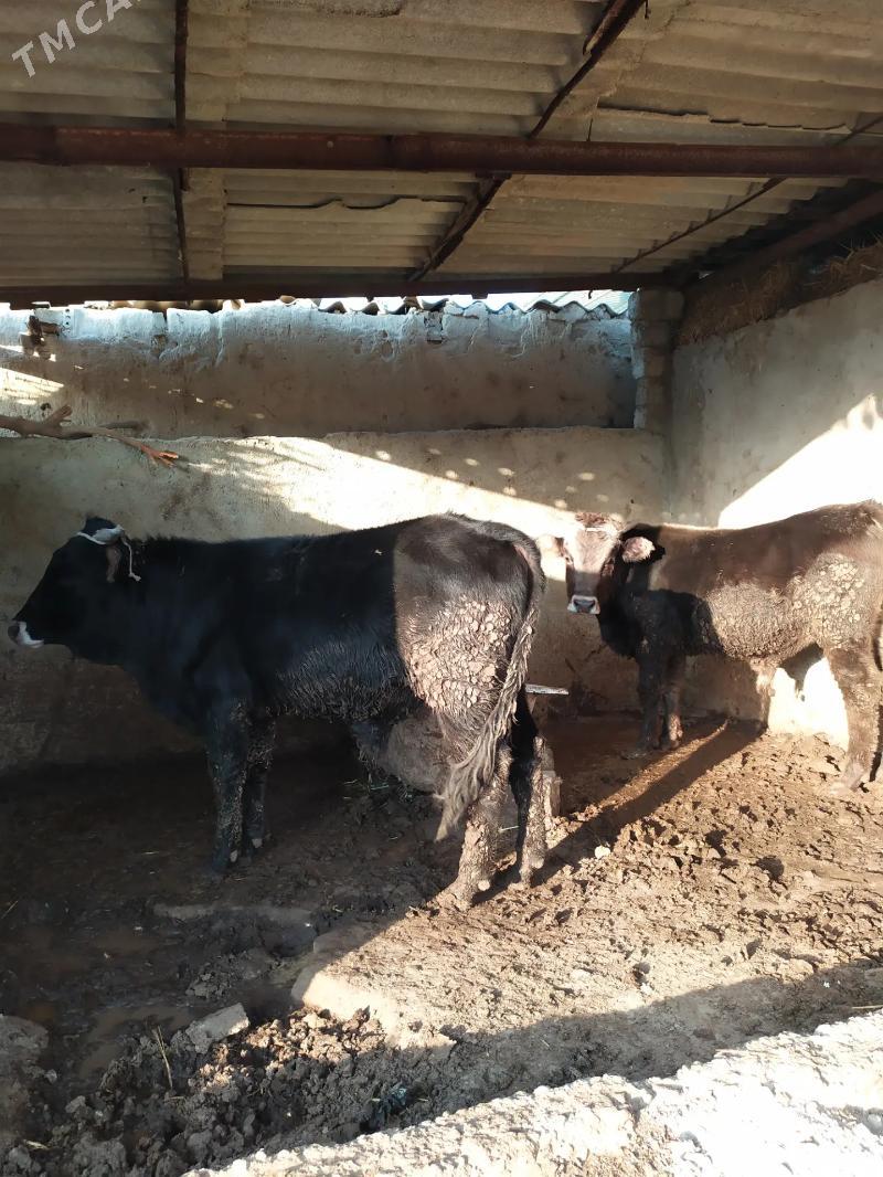 Öküz - Aşgabat - img 5