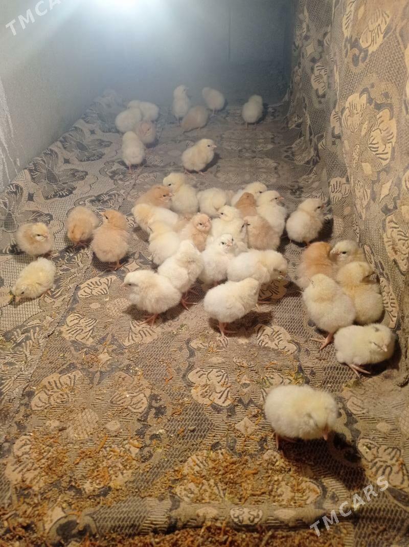 Adler Kuçin - Balkanabat - img 2