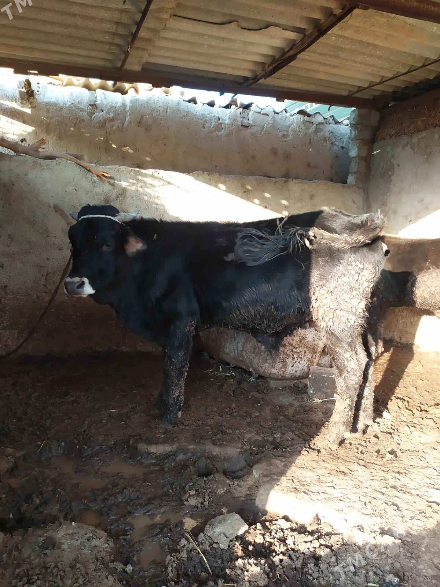 Öküz - Aşgabat - img 2