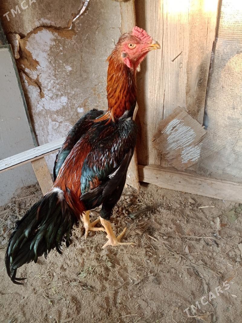 horaz juje - Farap - img 2