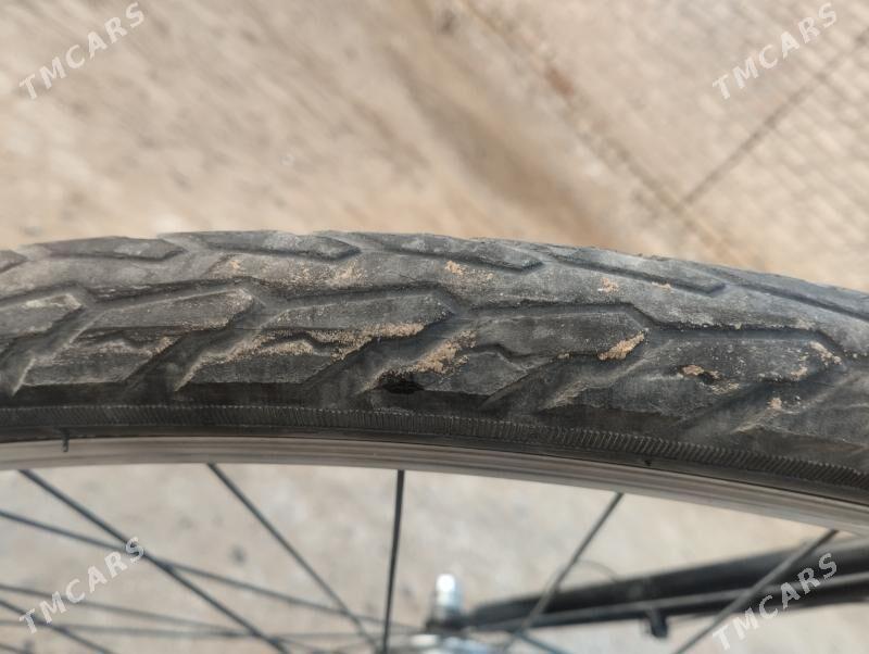 welisepet 27 - Mary - img 6