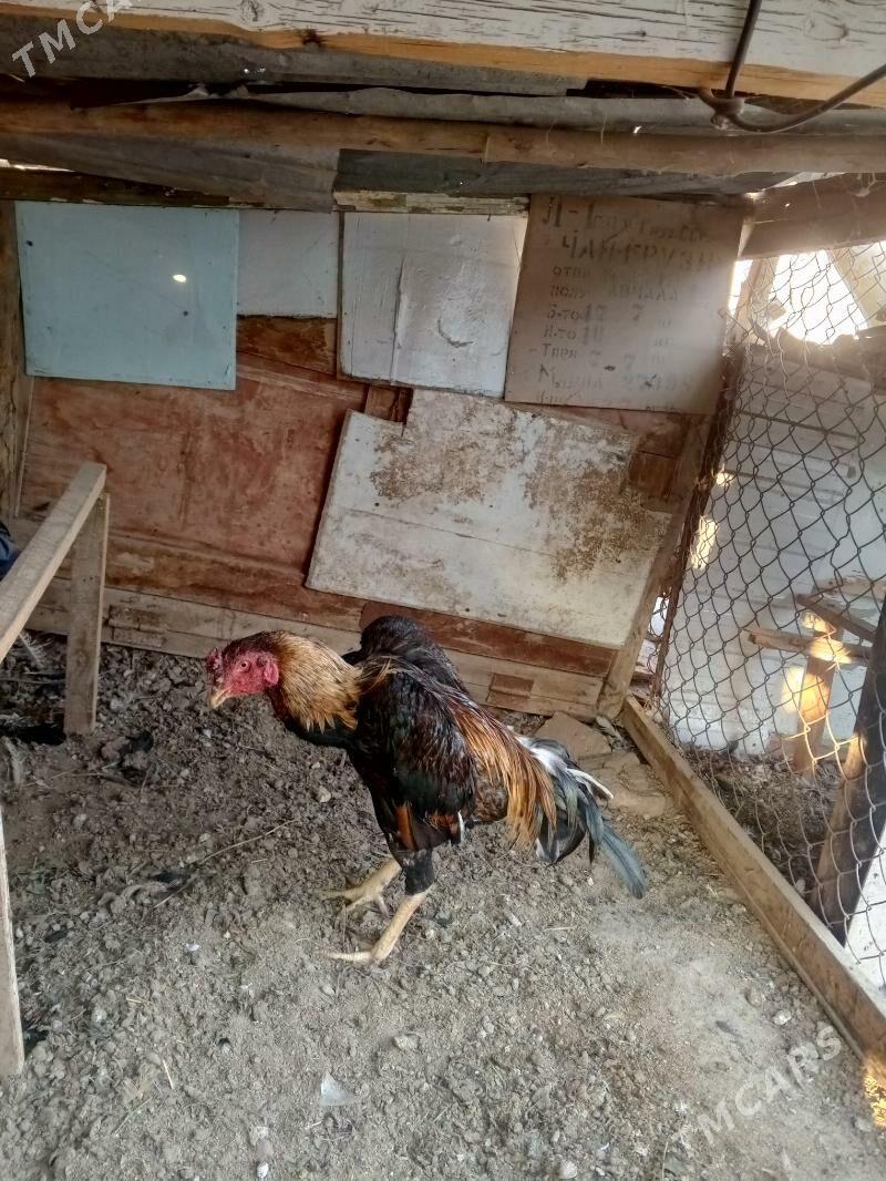 horaz juje - Farap - img 4