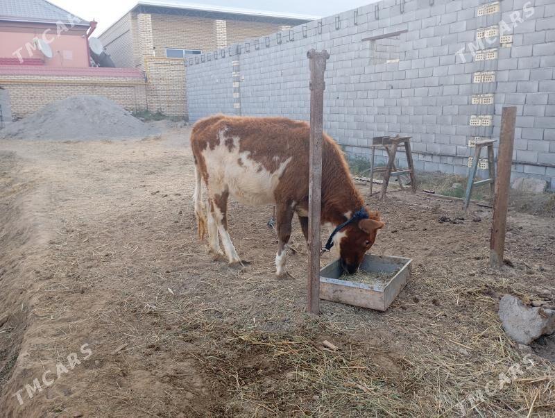 gulajyn - Mary - img 2