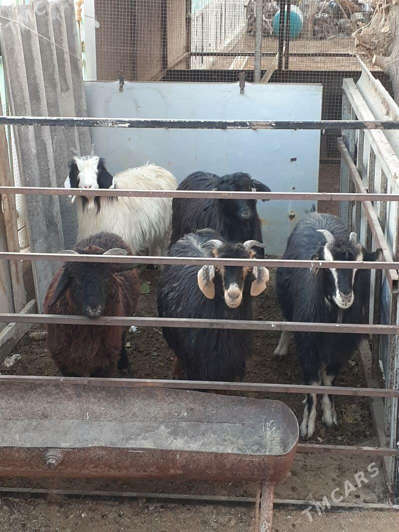 geci - Garadamak Şor - img 1