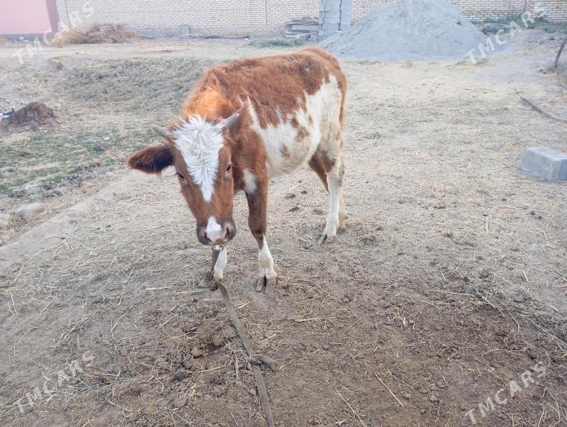 gulajyn - Mary - img 4