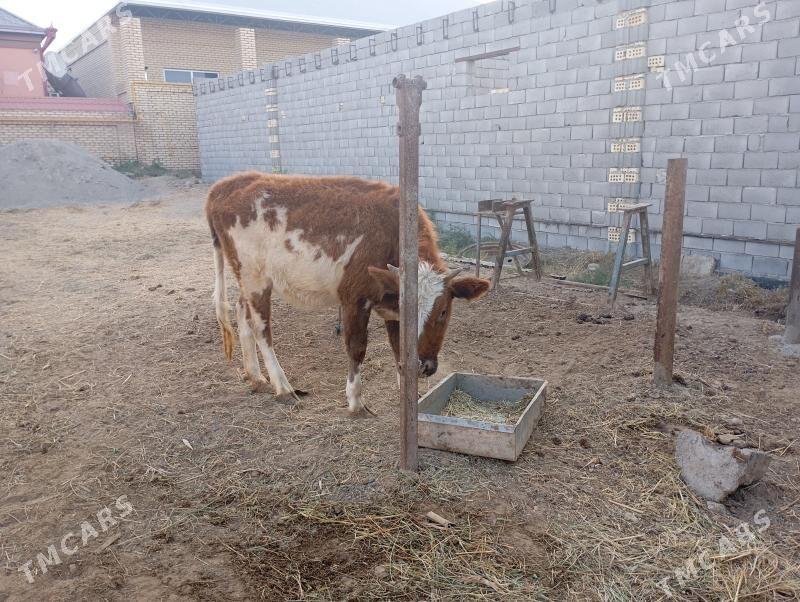 gulajyn - Mary - img 3