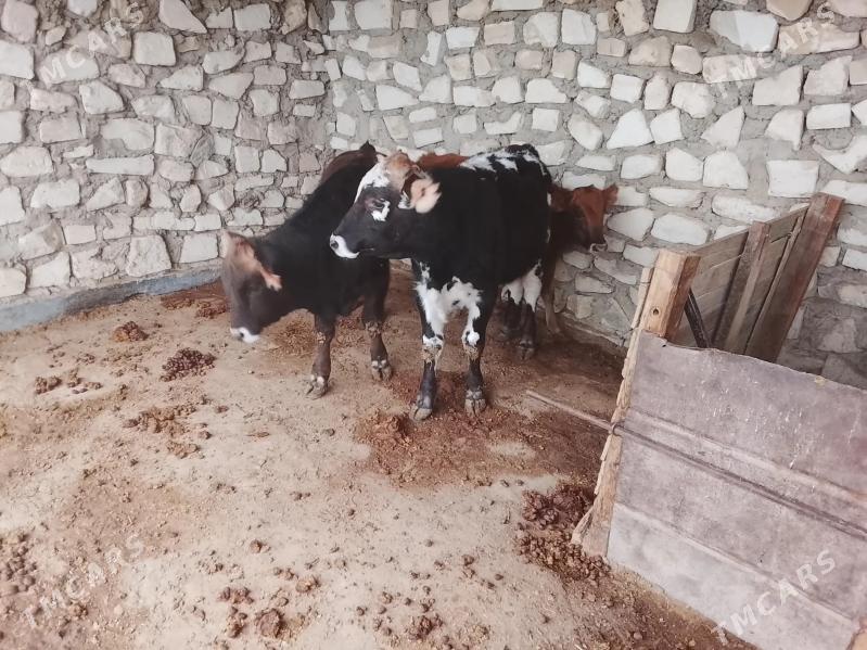 ökiz 3san - Балканабат - img 3