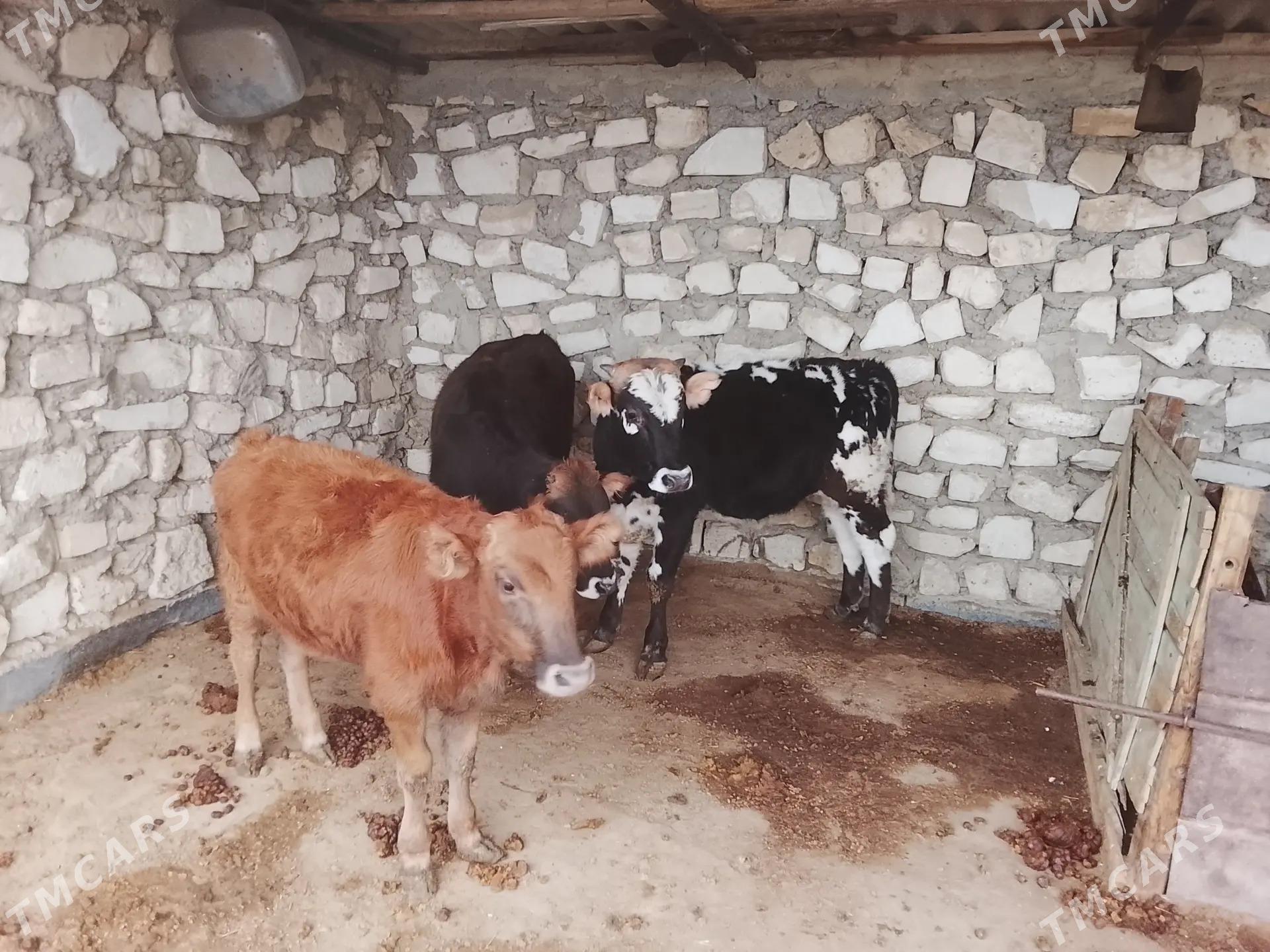 ökiz 3san - Балканабат - img 5