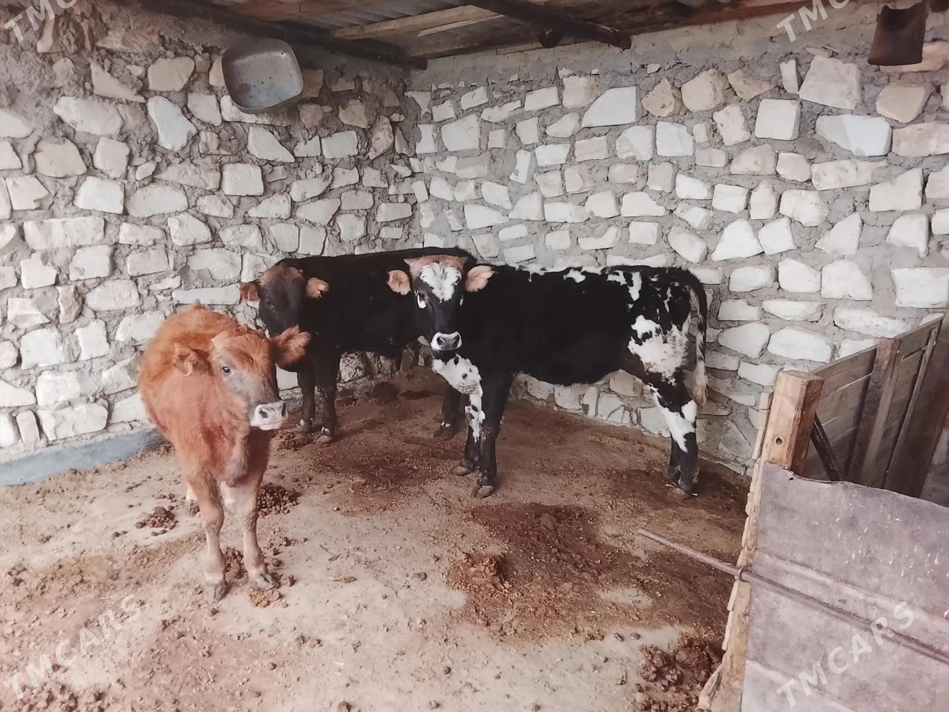 ökiz 3san - Балканабат - img 4