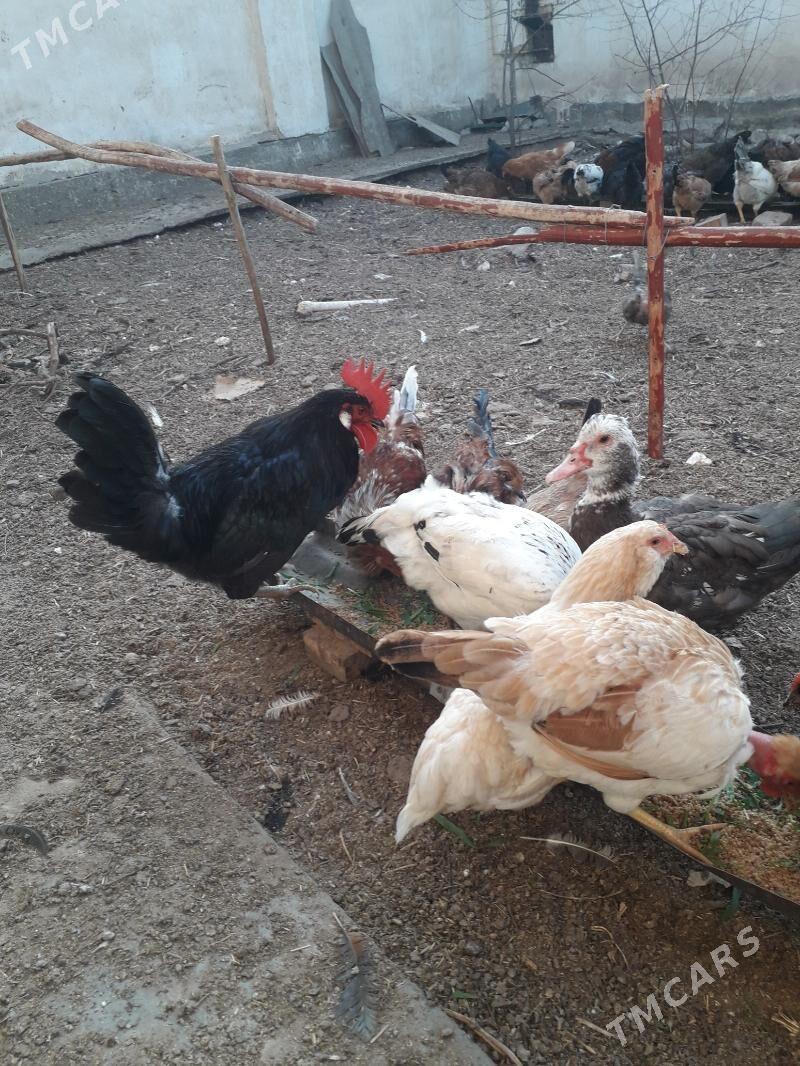 horaz - Туркменабат - img 3