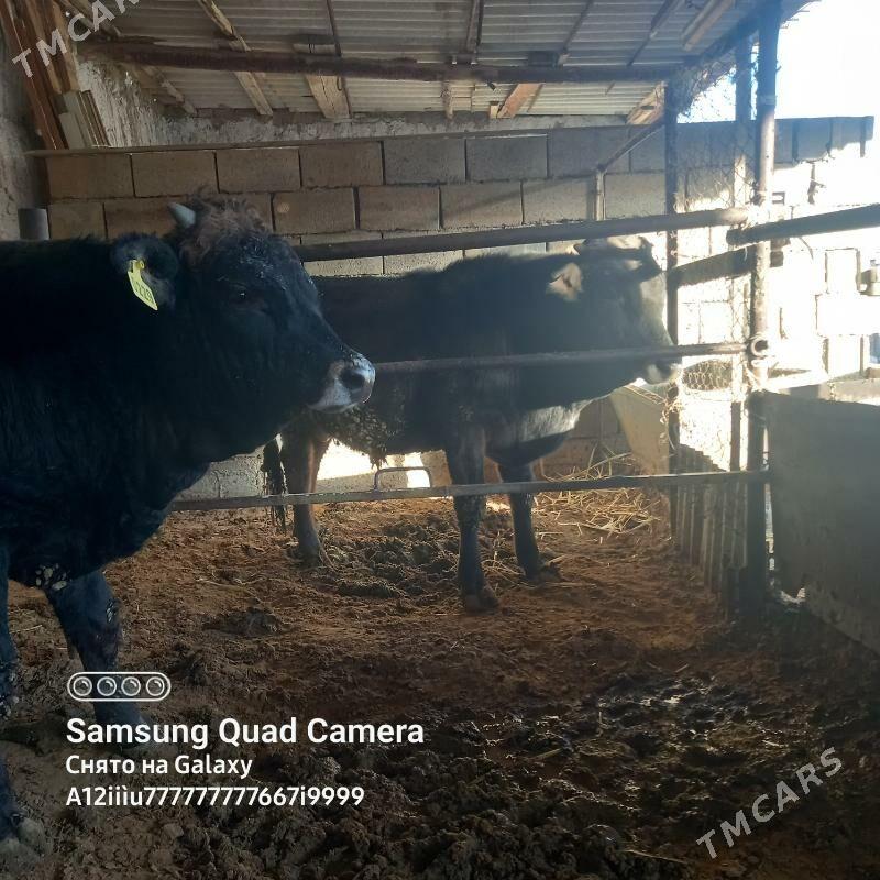 Öküz - Änew - img 2