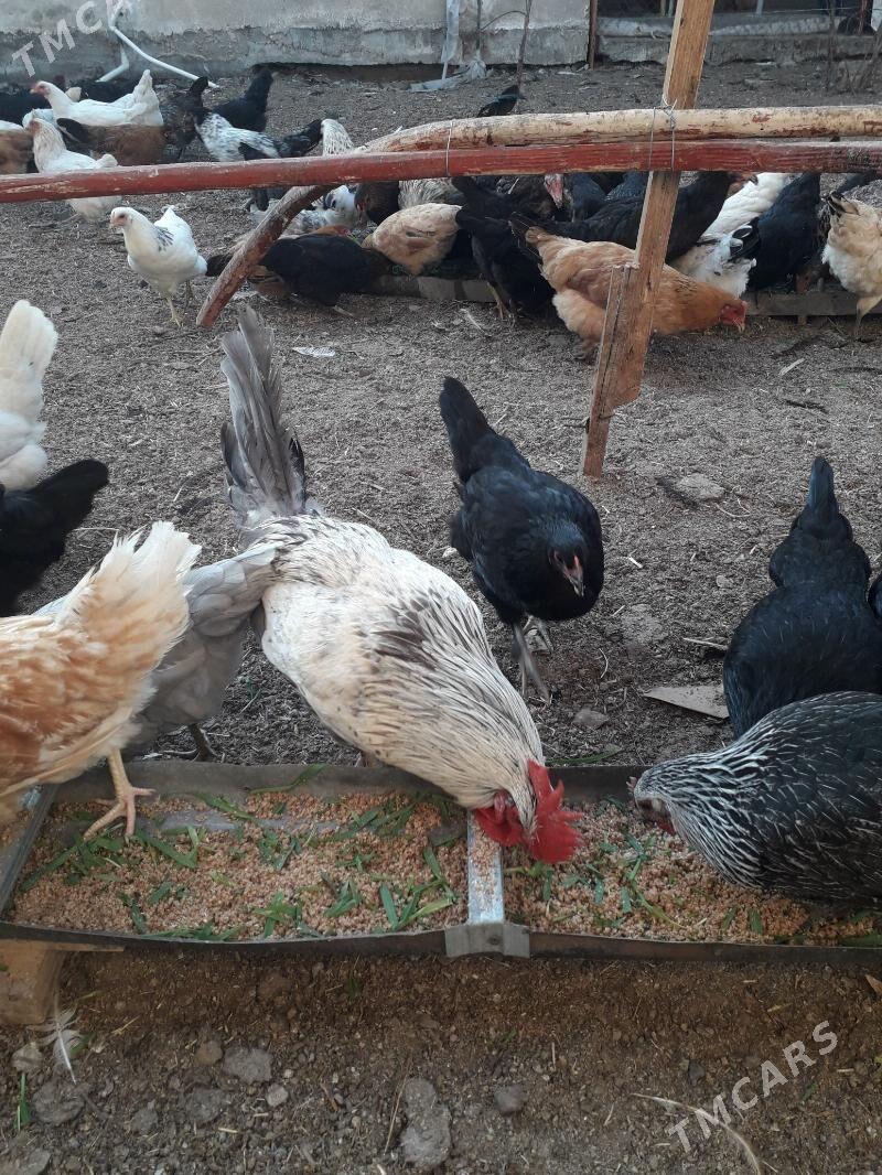 horaz - Туркменабат - img 2