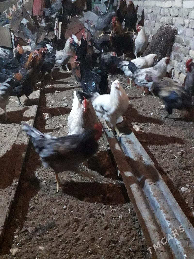 horaz - Туркменабат - img 6