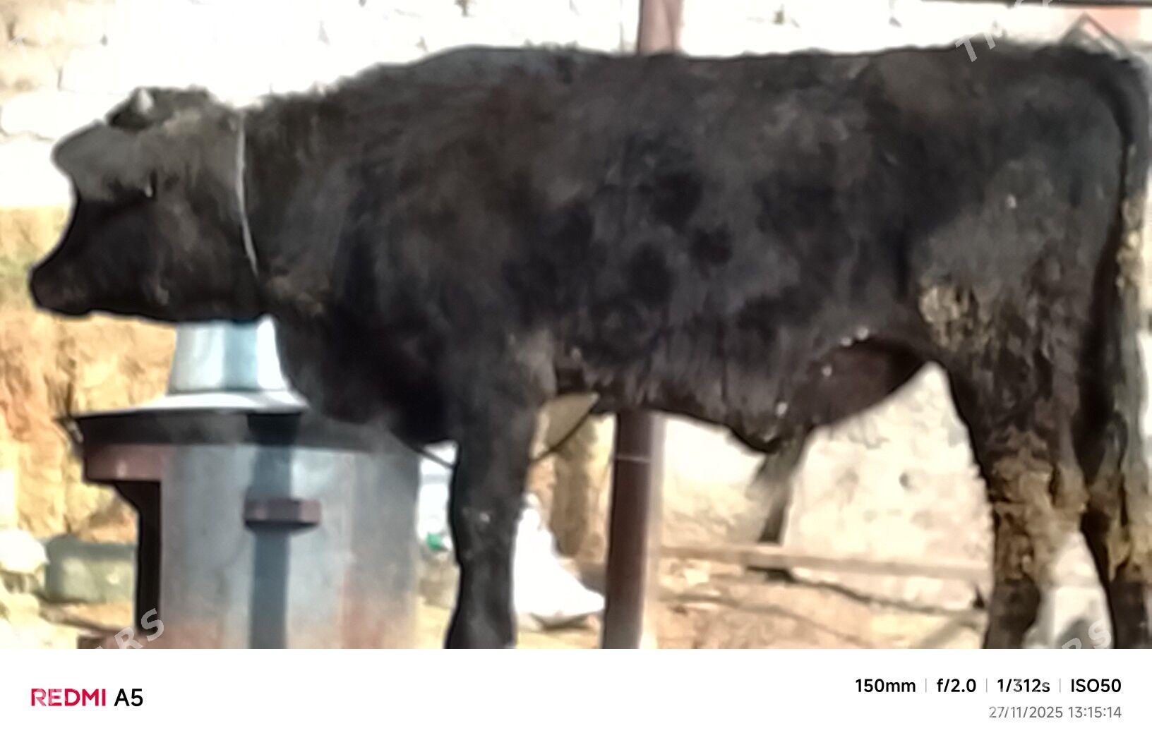 ökiz - Büzmeýin - img 2