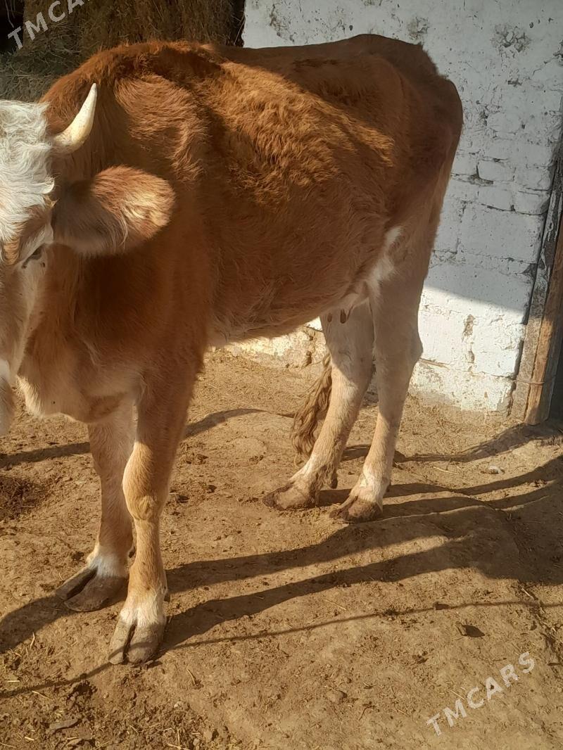 Sygyr - Gökdepe - img 2