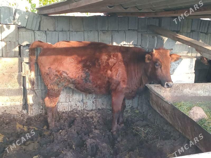 TUWE - Gökdepe - img 3