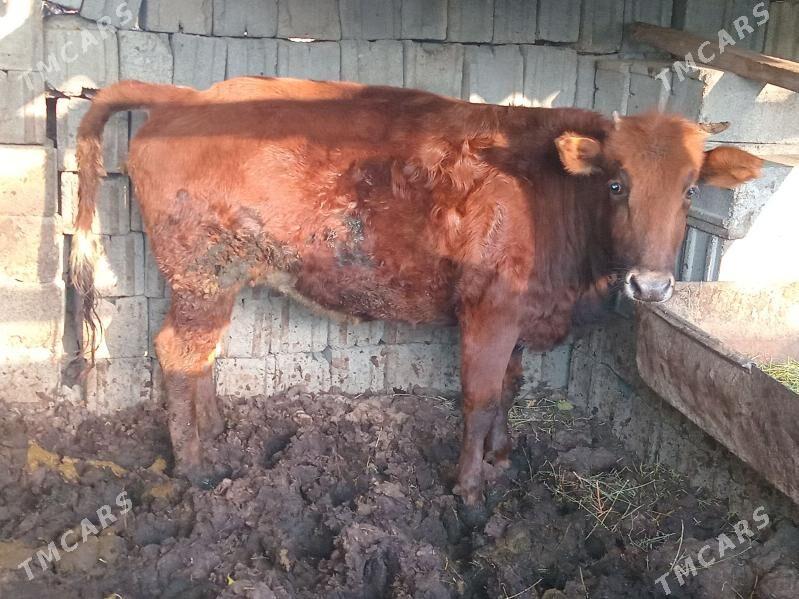 TUWE - Gökdepe - img 4