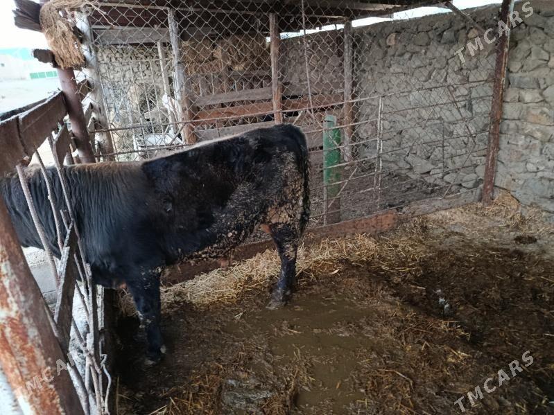 ÖKÜZ - Bäherden - img 2