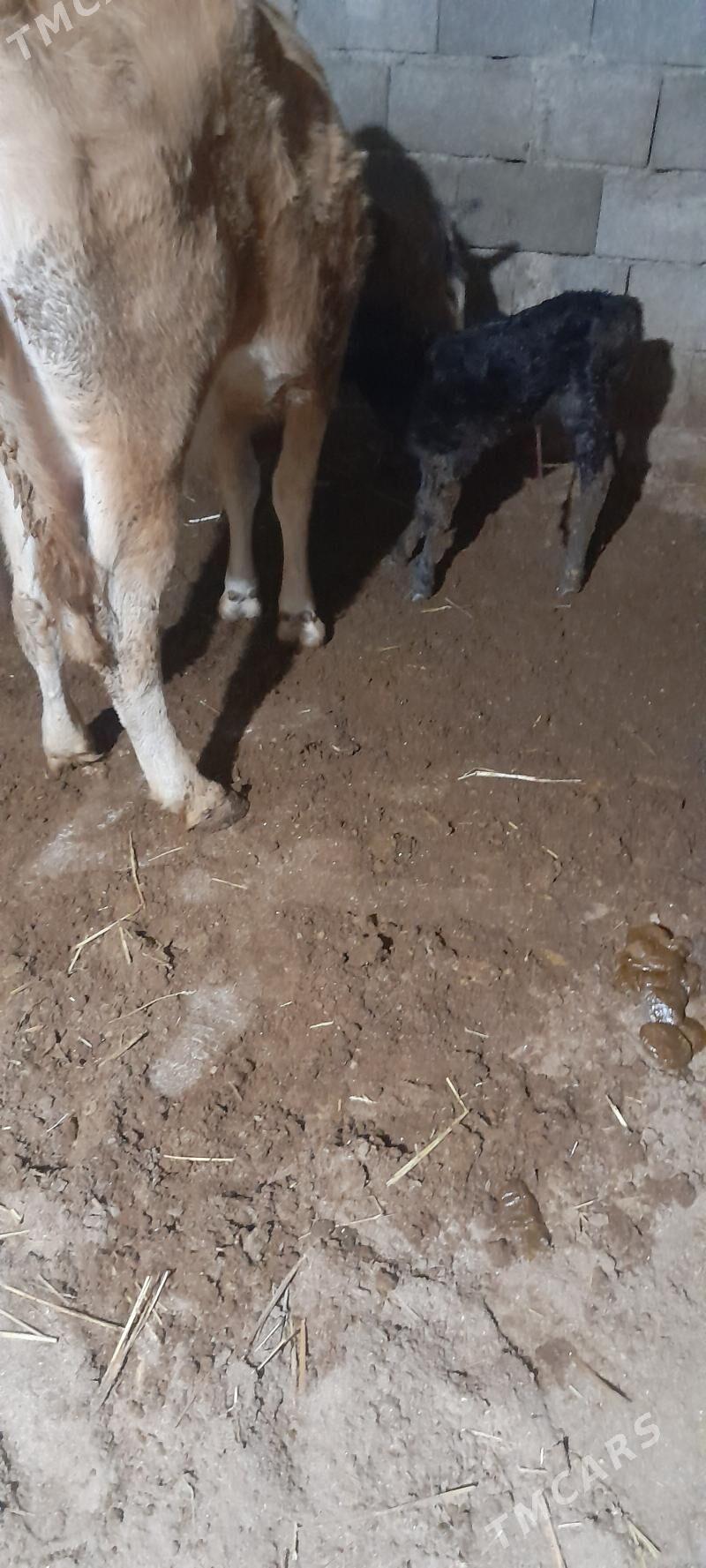 göleli sygyr - Gökdepe - img 3