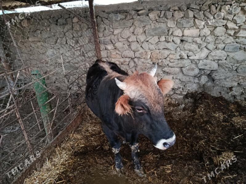 ÖKÜZ - Bäherden - img 3