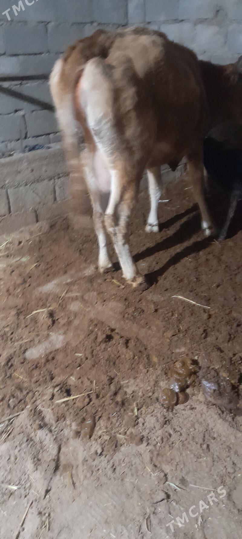 göleli sygyr - Gökdepe - img 4